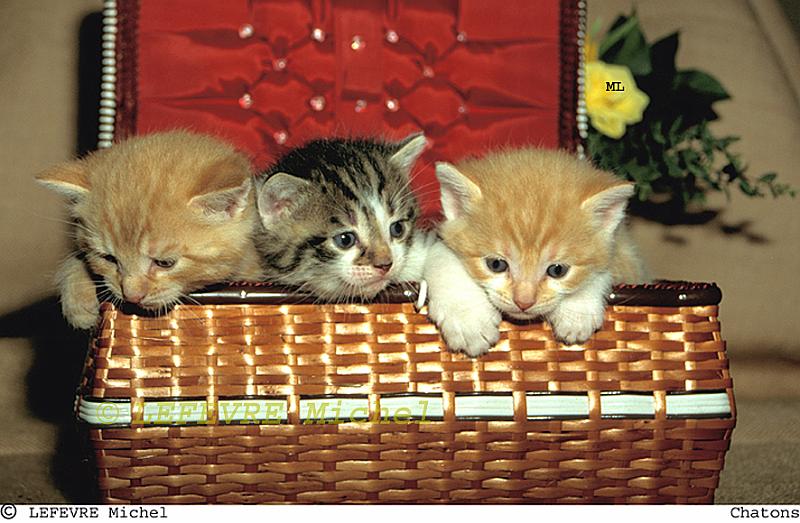 354 Chatons.jpg - Chatons